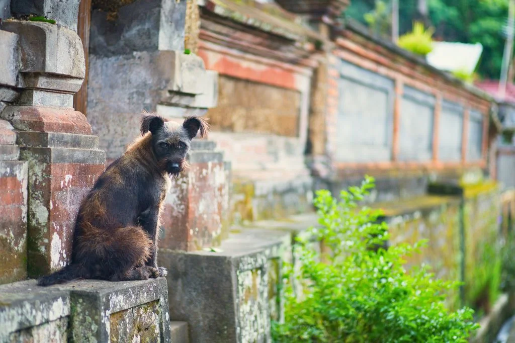 Bali street dog on the road, representing the cause of animal bite emergencies.