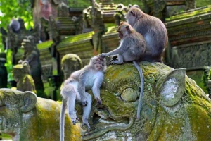 Long-tailed macaque at Uluwatu Temple, a common source of animal bites in Bali.