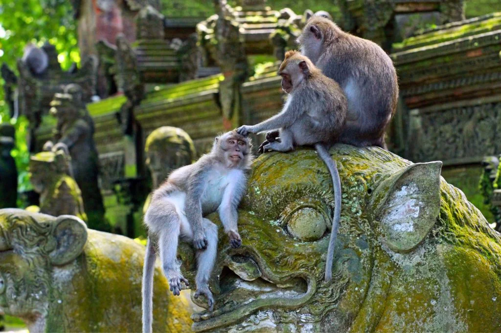 Long-tailed macaque at Uluwatu Temple, a common source of animal bites in Bali.