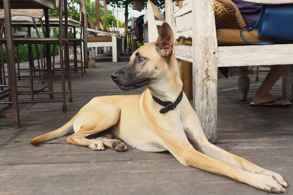Bali street dog sitting calmly on a Canggu street, illustrating local animal behavior.