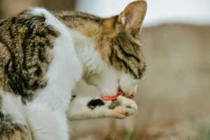 Cat grooming itself, illustrating how saliva and rabies virus get onto claws.