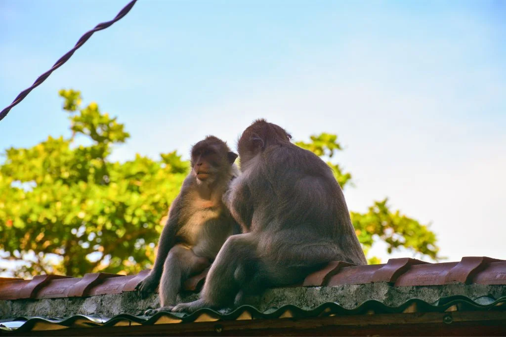 An illustration of child observing animals from a safe distance in Bali to avoid bites.