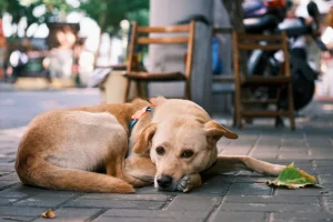 A dog resting near a cafe in Bali, where digital nomads work remotely.