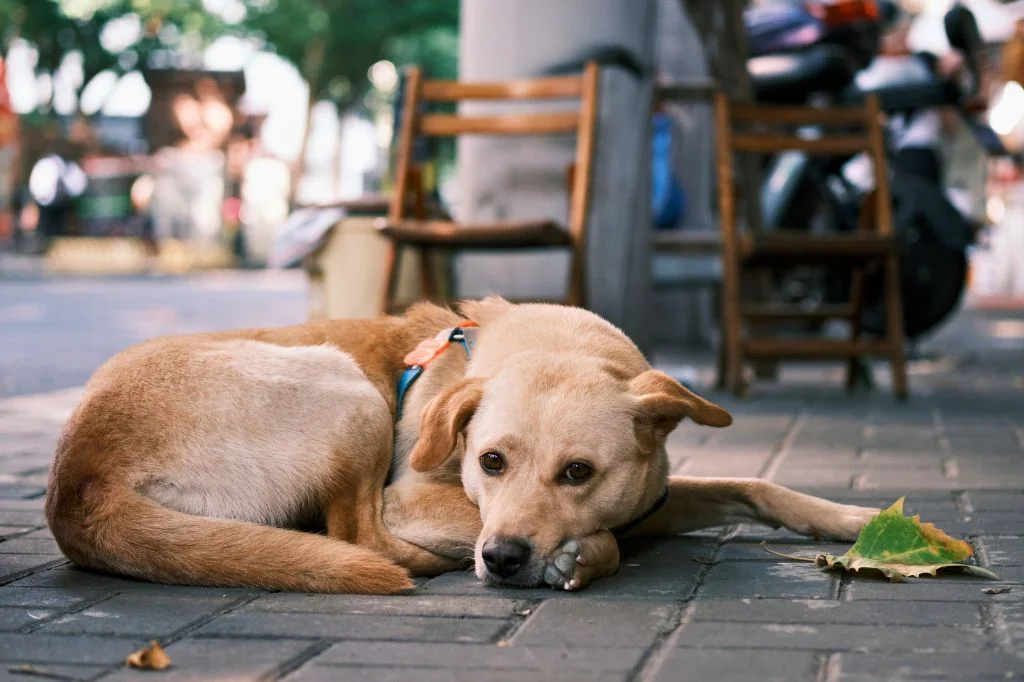 A dog resting near a cafe in Bali, where digital nomads work remotely. 