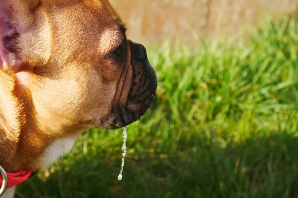 A drooling bali dog in outdoor environment, major signs of rabies