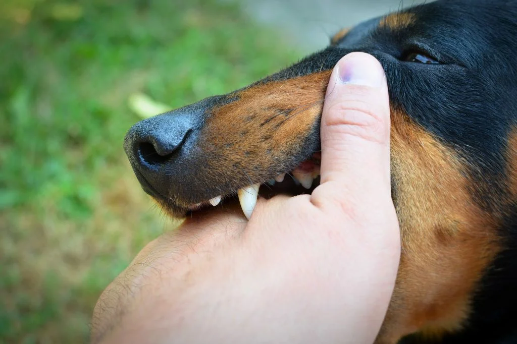 A man getting a wound from a dog bite, potential for having an infection or a rabies