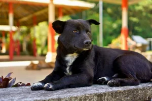 Calm Bali street dog resting, illustrating that rabid dogs do not always look aggressive.