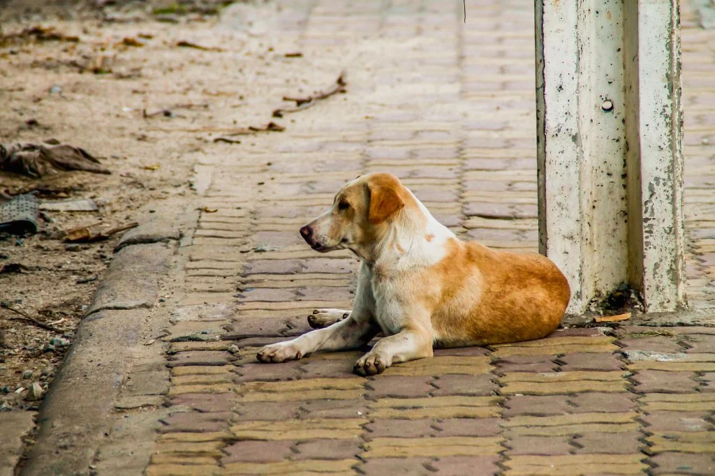 A stray dog sitting comfortably and relaxed in a Canggu street