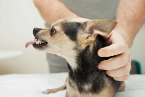 The necessity for a dog bite, Human Rabies Immunoglobulin.