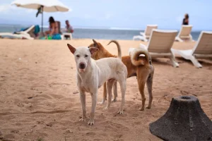 Dogs at the beach in Bali, illustrating rabies awareness and safety in Bali.
