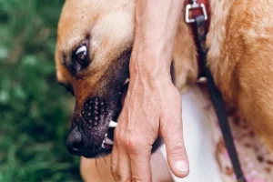 A man get bitten by a dog, a potential for getting a rabies