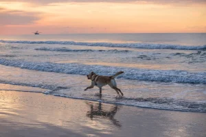 A dog walking in the seashore at Canggu beach, an illustration of rabies threat