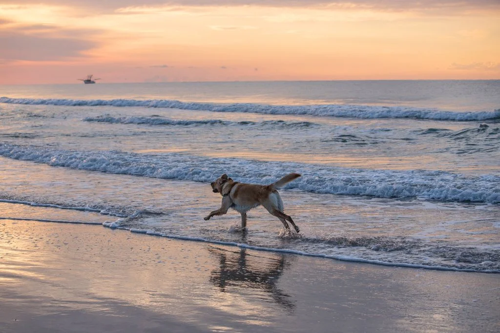 A dog walking in the seashore at Canggu beach, an illustration of rabies threat