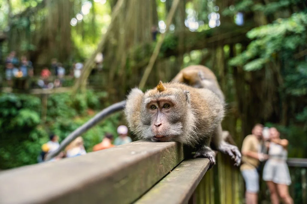 Tourists visiting Monkey Forest safely by seeing in a safe distance.