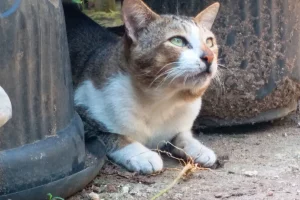 Stray cat in a Bali villa, representing the hidden rabies risk for tourists.