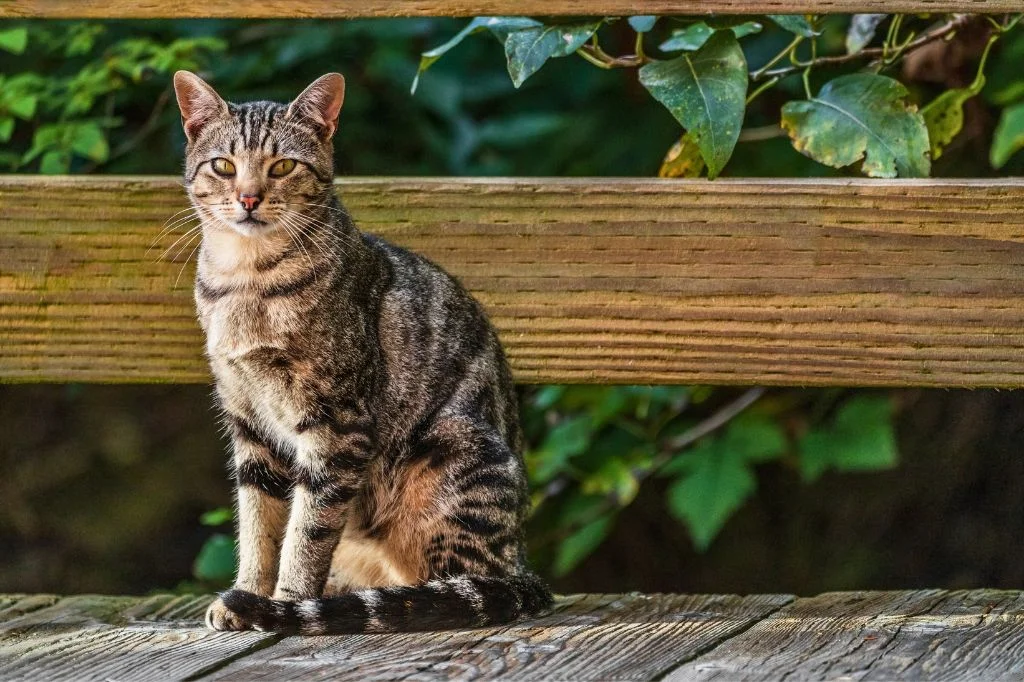 A stray cat wandering around in villa, looking for foods. 