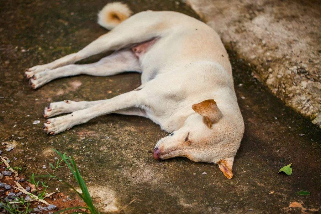 Community dog sleeping near a cafe in Seminyak, highlighting close contact risks.